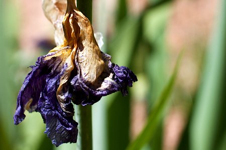 One Tired Iris photo