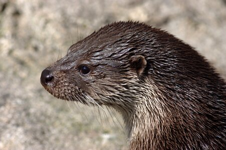 Zoo fur marten