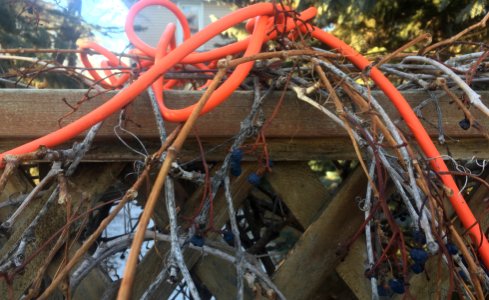 Entwined Vines