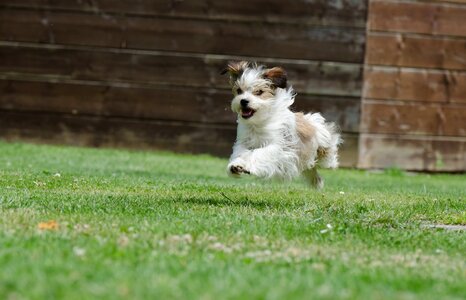 Small dog pet wuschelig