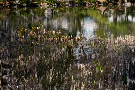 Pond