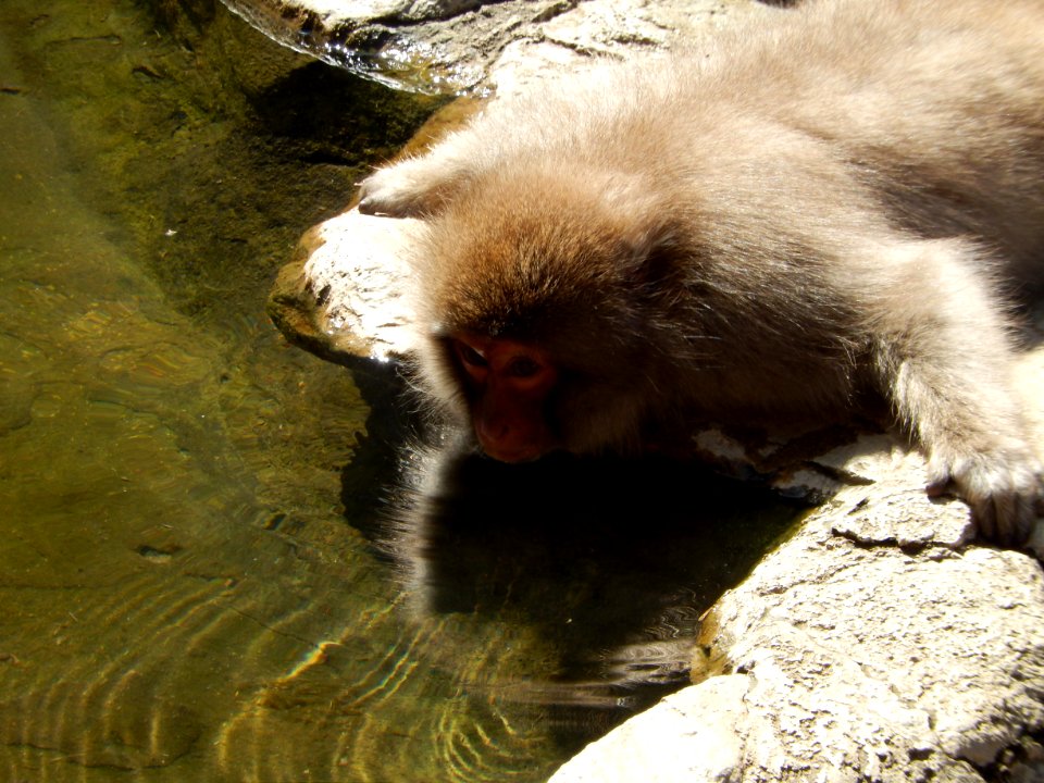 Jigokudani yaen-koen