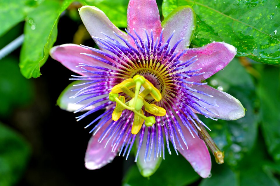 Purple Passion Flower