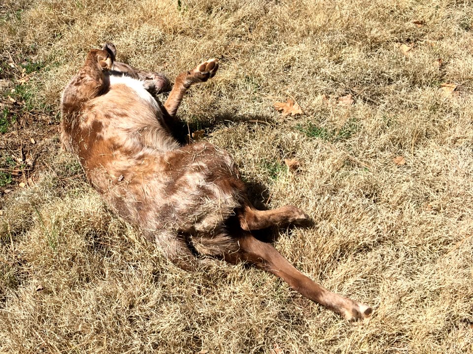 Nothing Like a Good Roll in the Grass