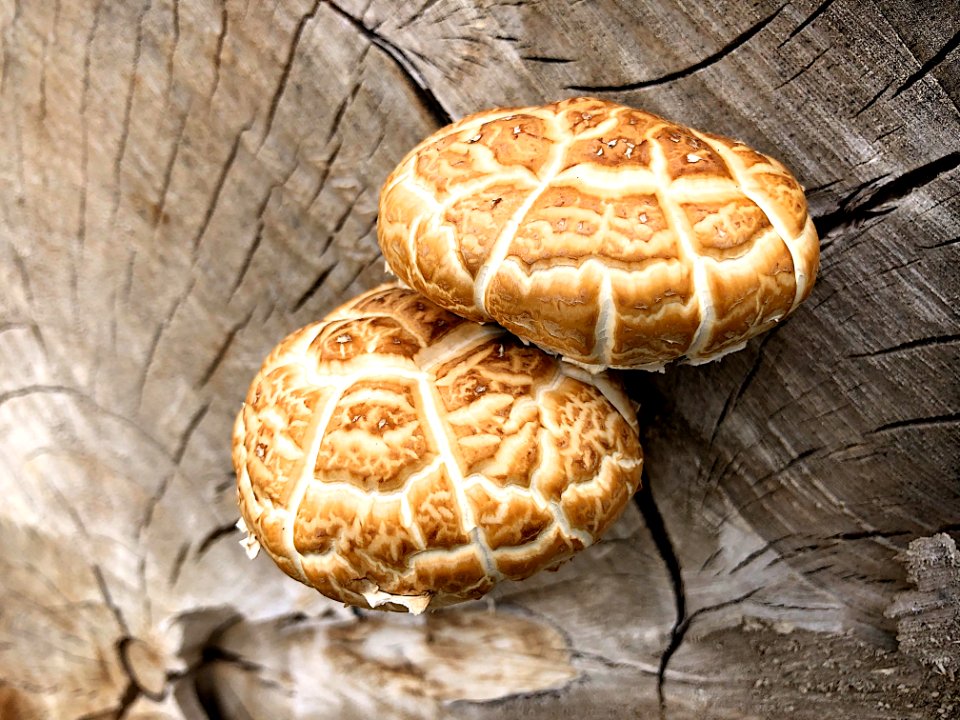2020/366/275 Stump Biscuits