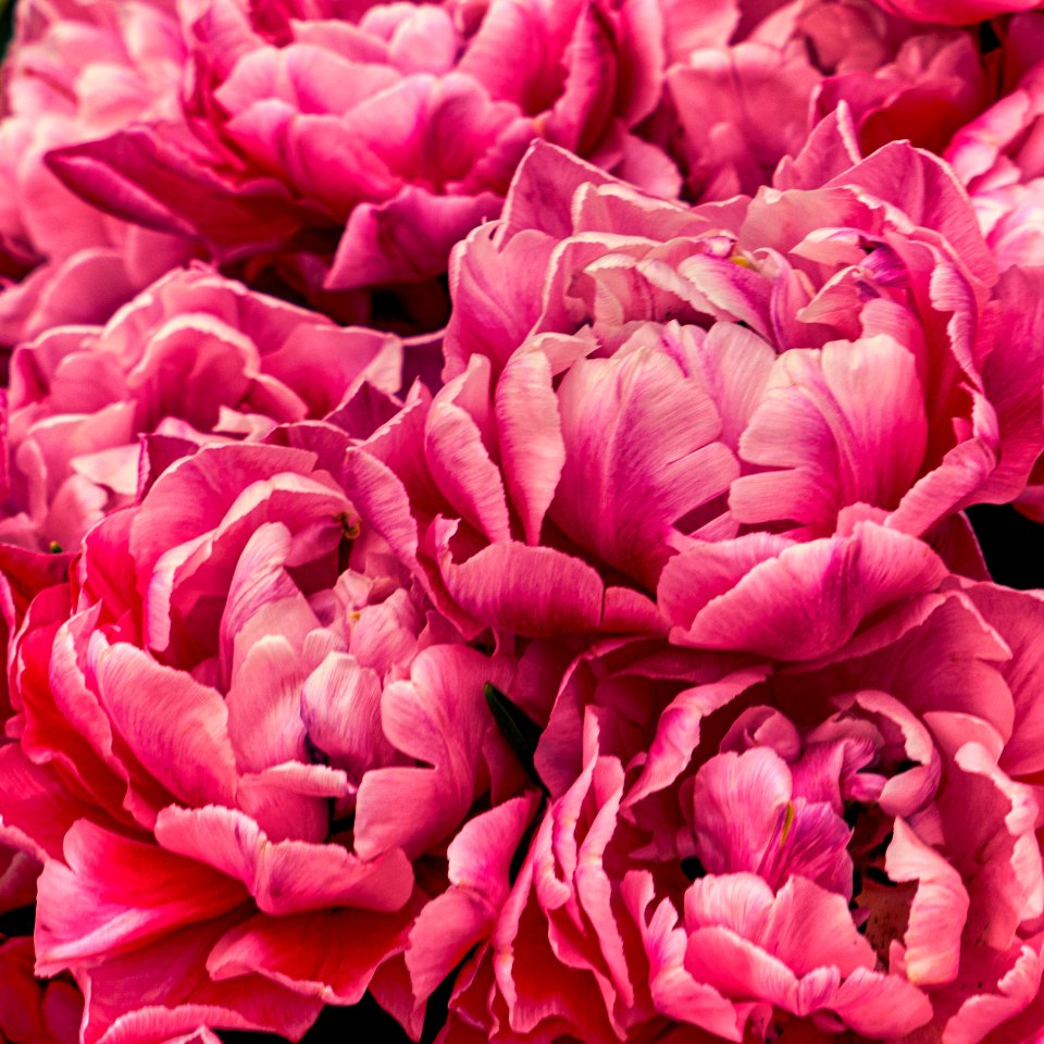 Flower--7.jpg