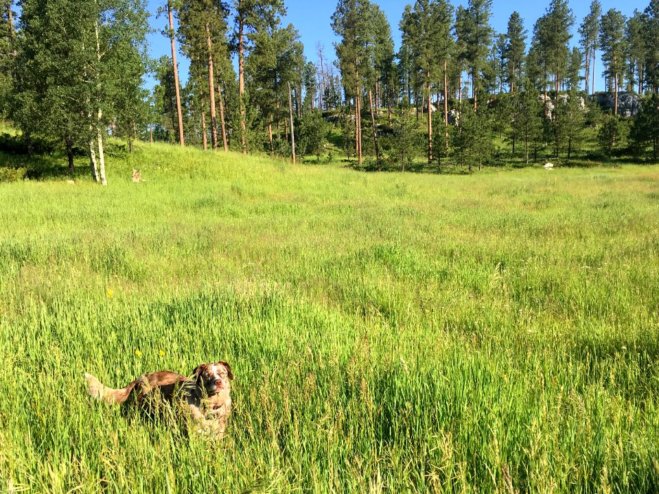 He Loves to Romp in the Tall Grass