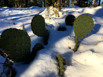 Cactus Survivors photo