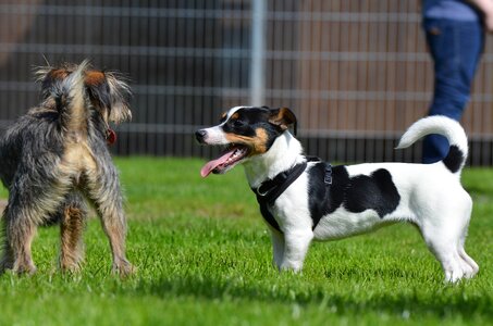 Small dog pet wuschelig