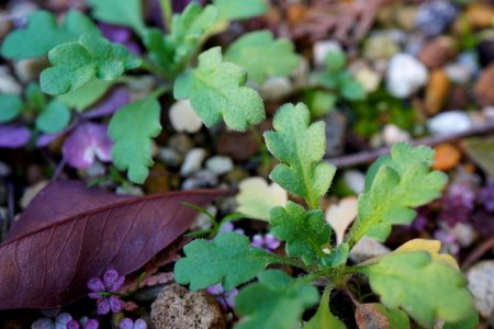 Small weeds