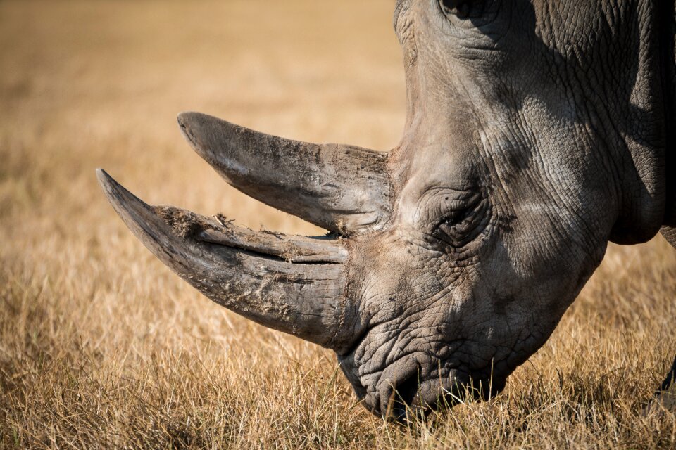 Horn mammal powerful photo