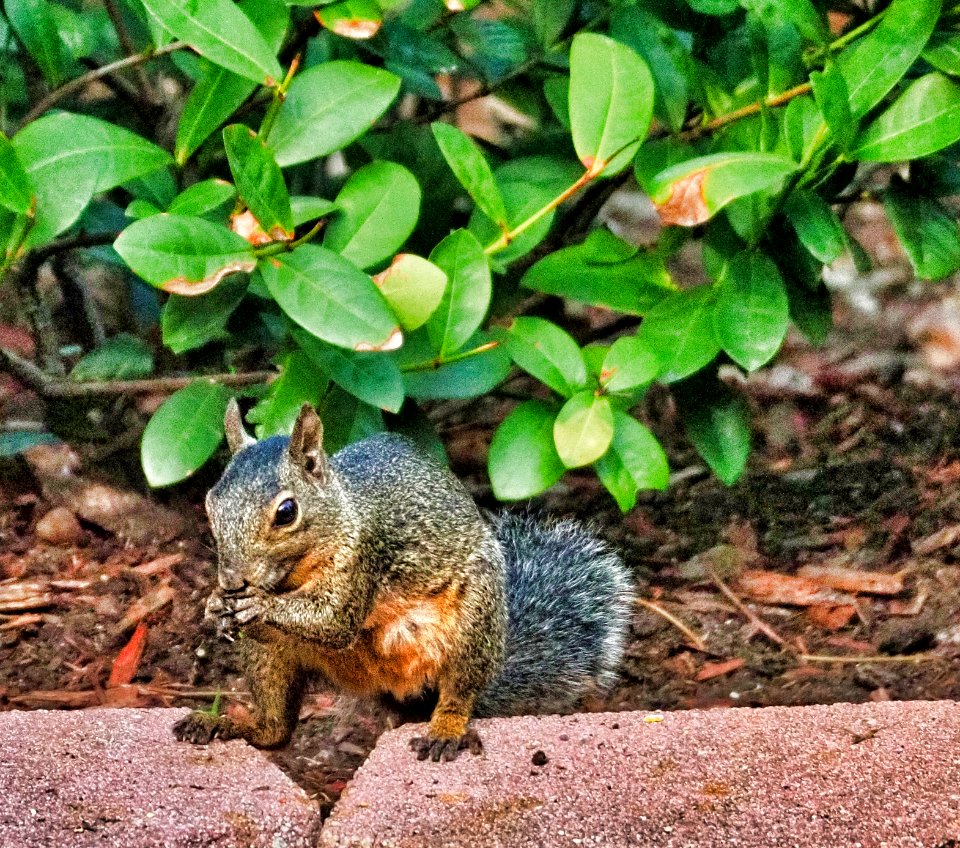 Eating my bird seed.