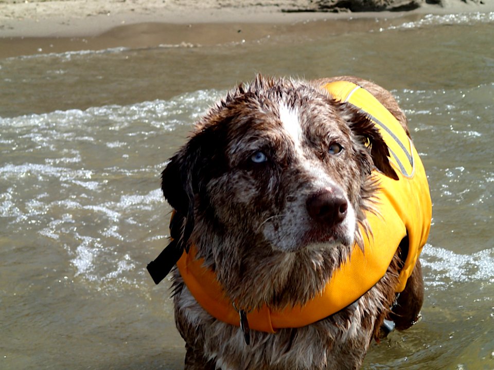 I Was Not Told This Was a Swim Day!