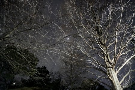 Trees and moon photo
