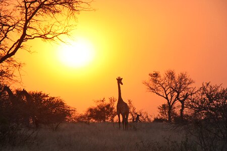 Wildlife wild animal