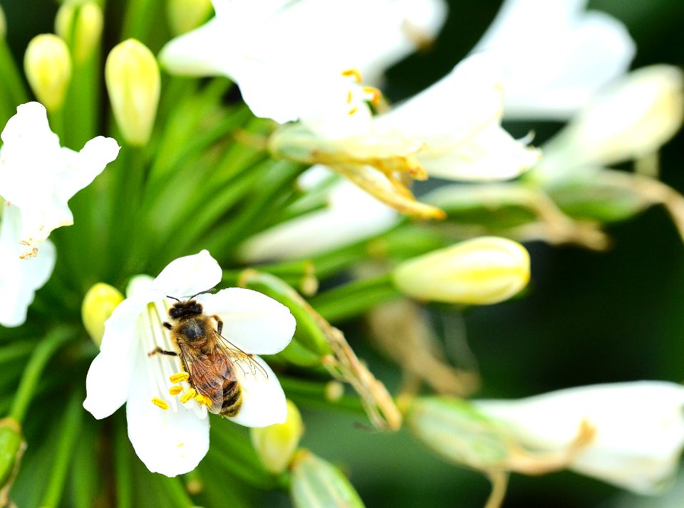 Bee and Agopanthus flower.