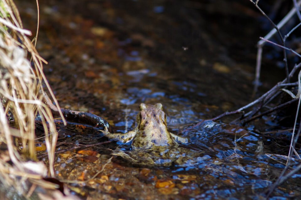 Nature water creature