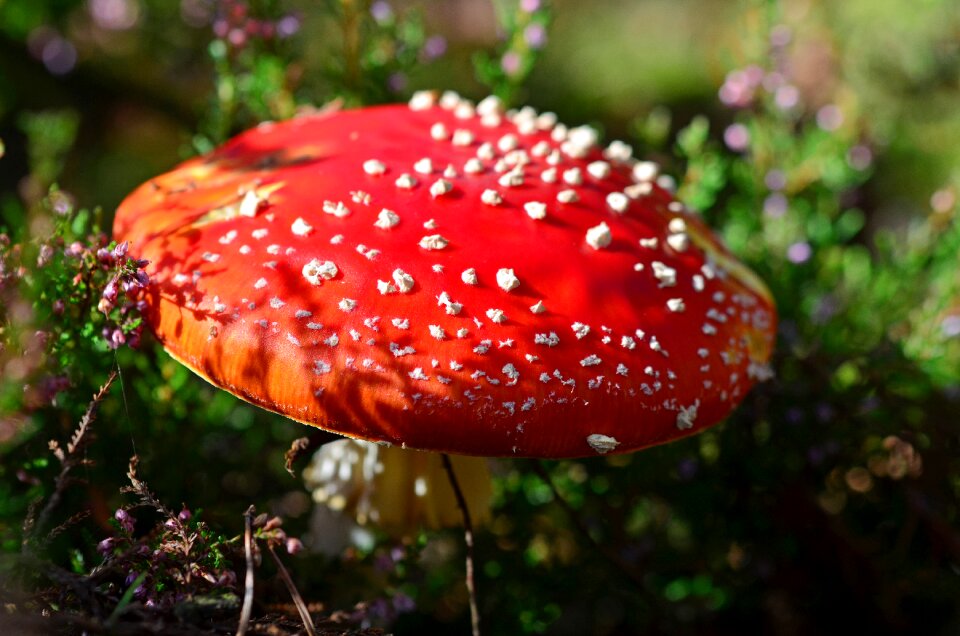 Toxic autumn nature