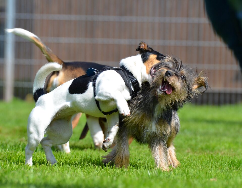 Small dog pet wuschelig