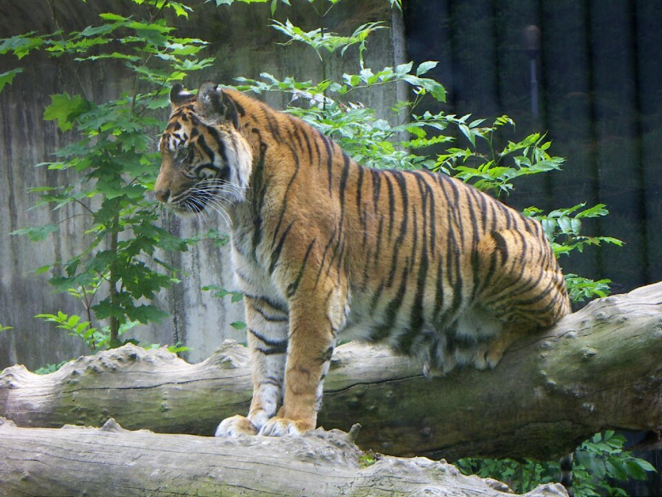 Nature wildlife zoo