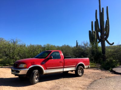 Red Dog With Saguaro Cactus for Scale