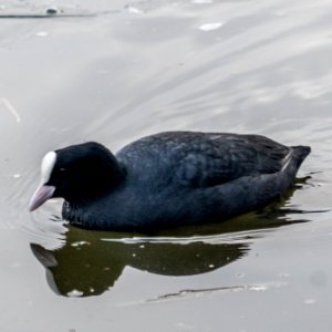 20210122 Donau 038