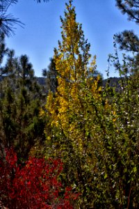 Technicolor Autumn