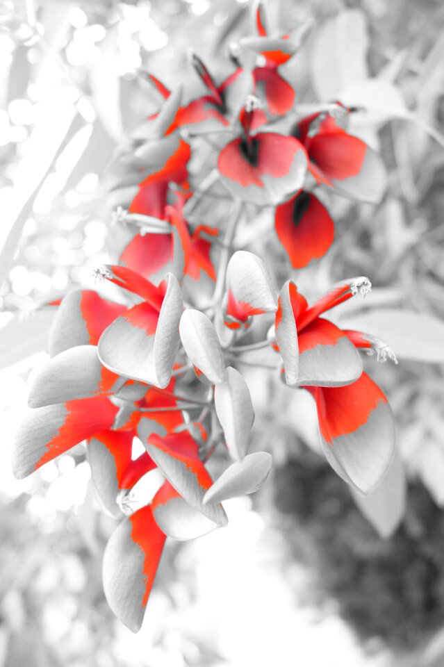 Barbara bonanno photo leaf