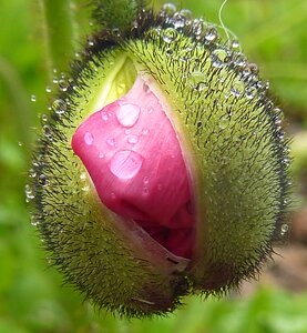 Flower hairy poppy