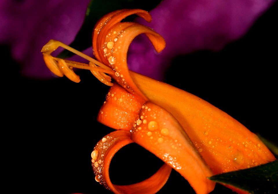Orange after the storm.