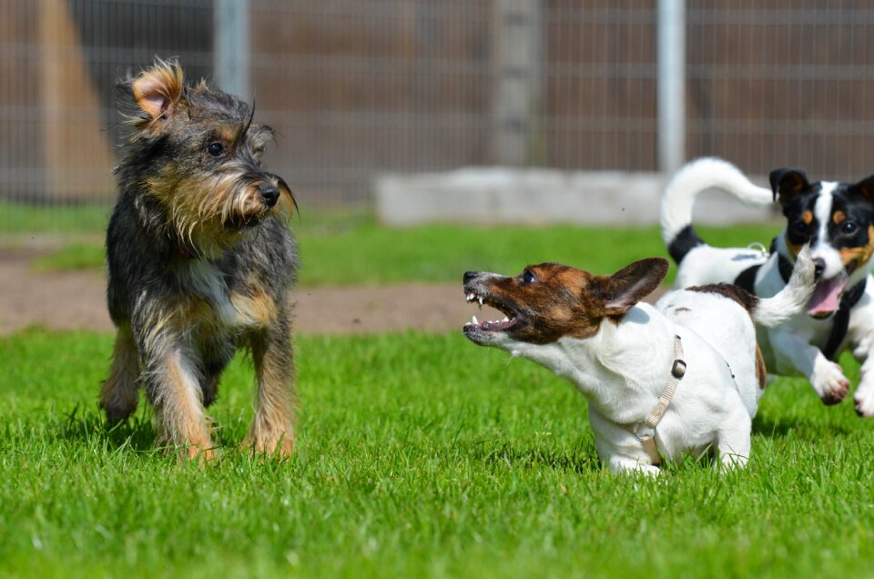 Small dog pet wuschelig