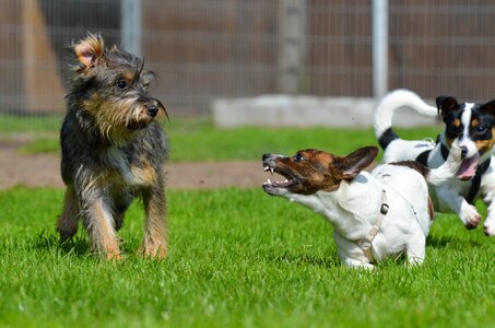 Small dog pet wuschelig