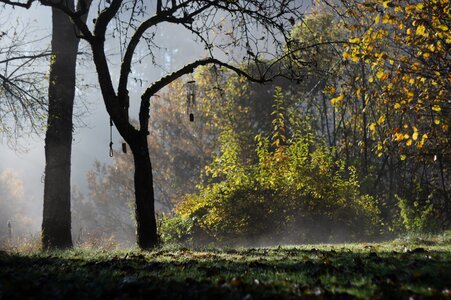 Fog mood branches photo