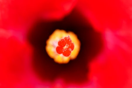 Inside of Hibiscus.