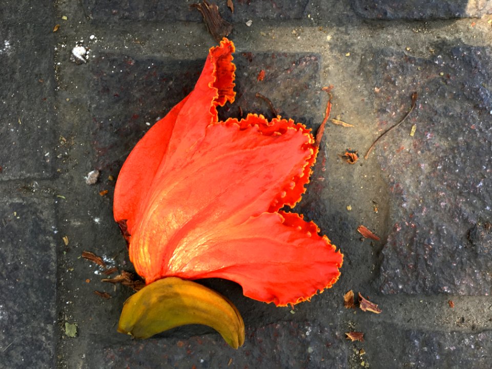 2018/365/62 Un-Noticed Beauty