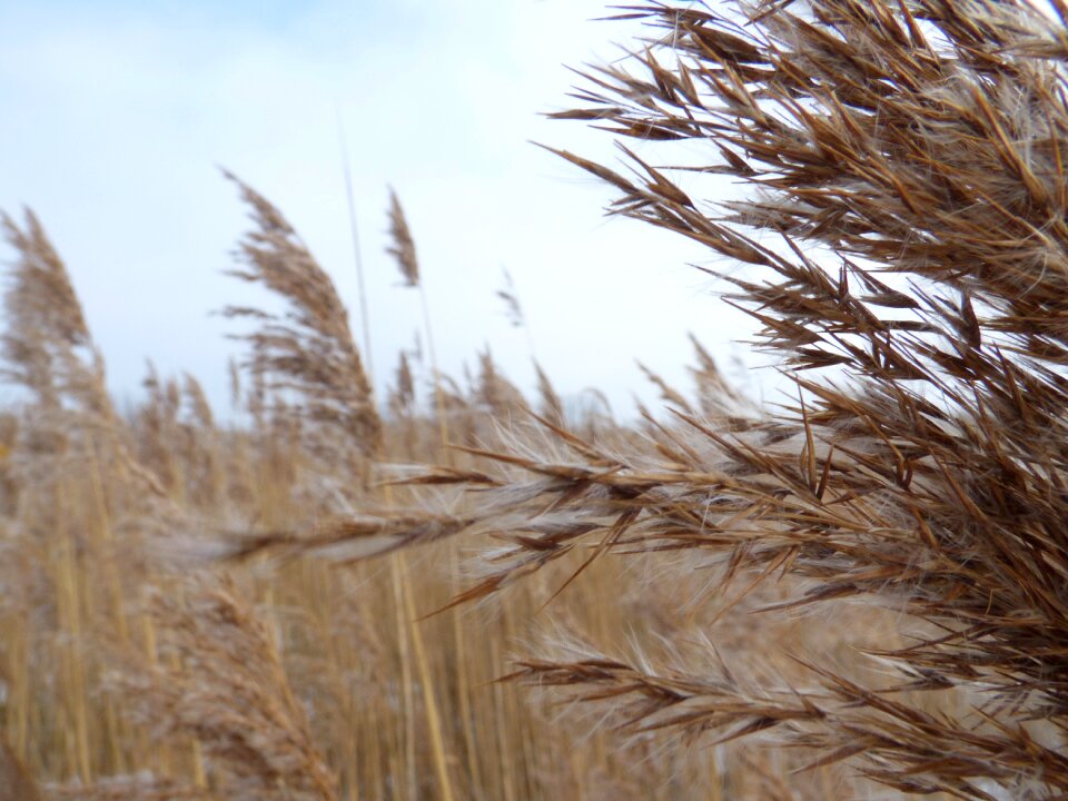 Reed nature macro