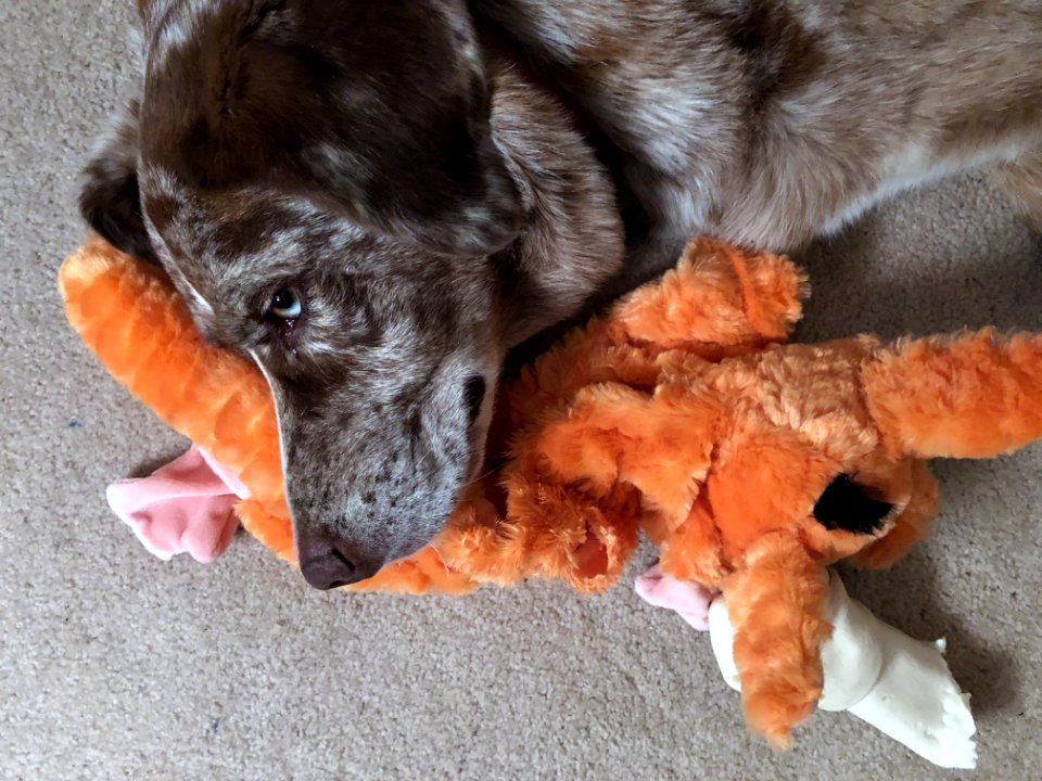 Yeah, Fox Pillow, So What?