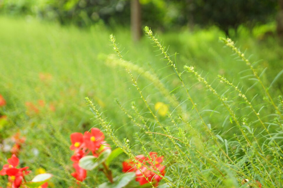 Artistic conception meadows spring