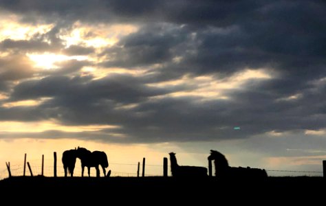 Horses and Llamas By Twos