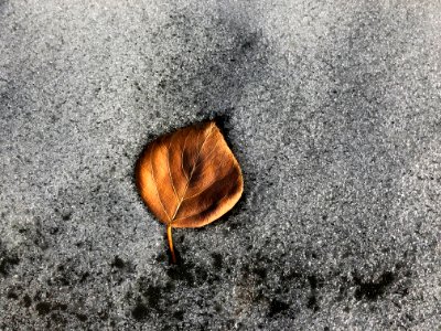 Seasons Imprinted