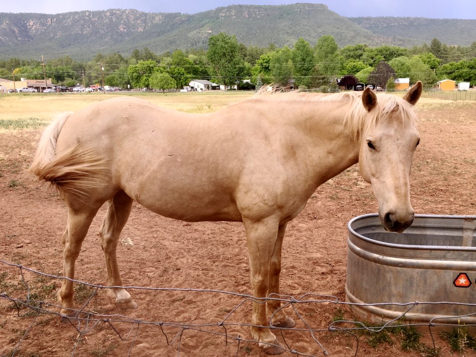 Horsing Around Under the Mogollon Rim