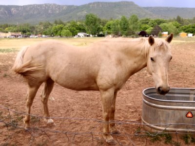 Horsing Around Under the Mogollon Rim photo