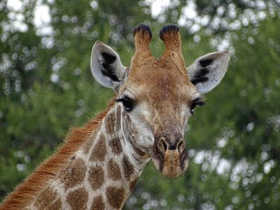 Animals wild animals safari