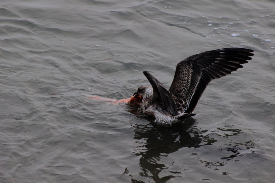 Gaviota dominicana Juvenil (Larus dominicanus))