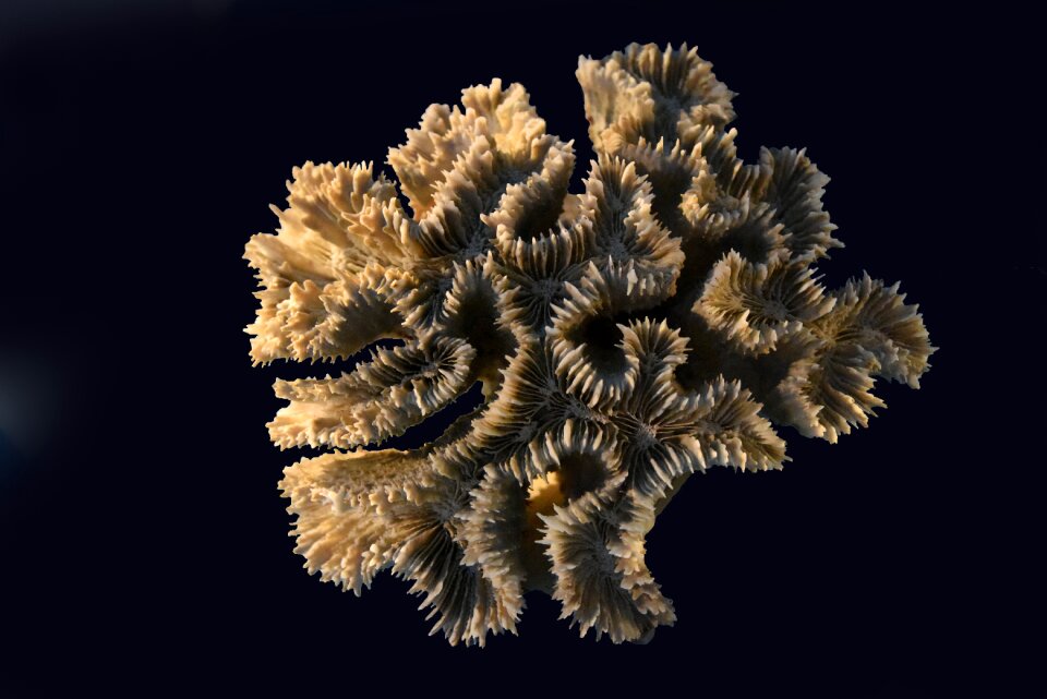 Animal cnidarians ocean