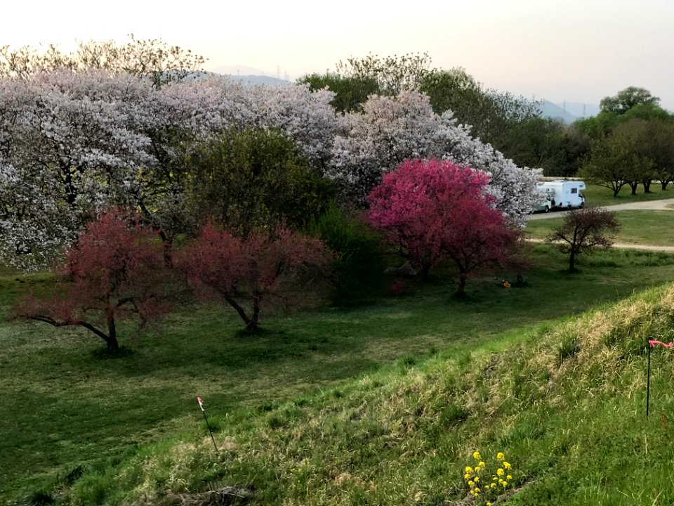 Lovely spot to pitch tent