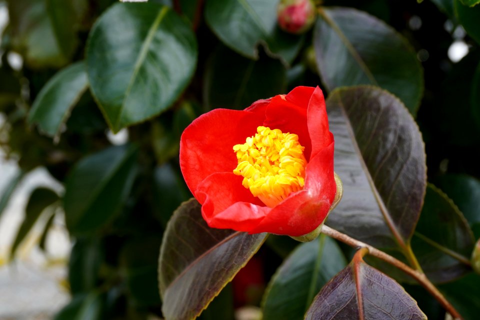 Tsubaki (camellia)