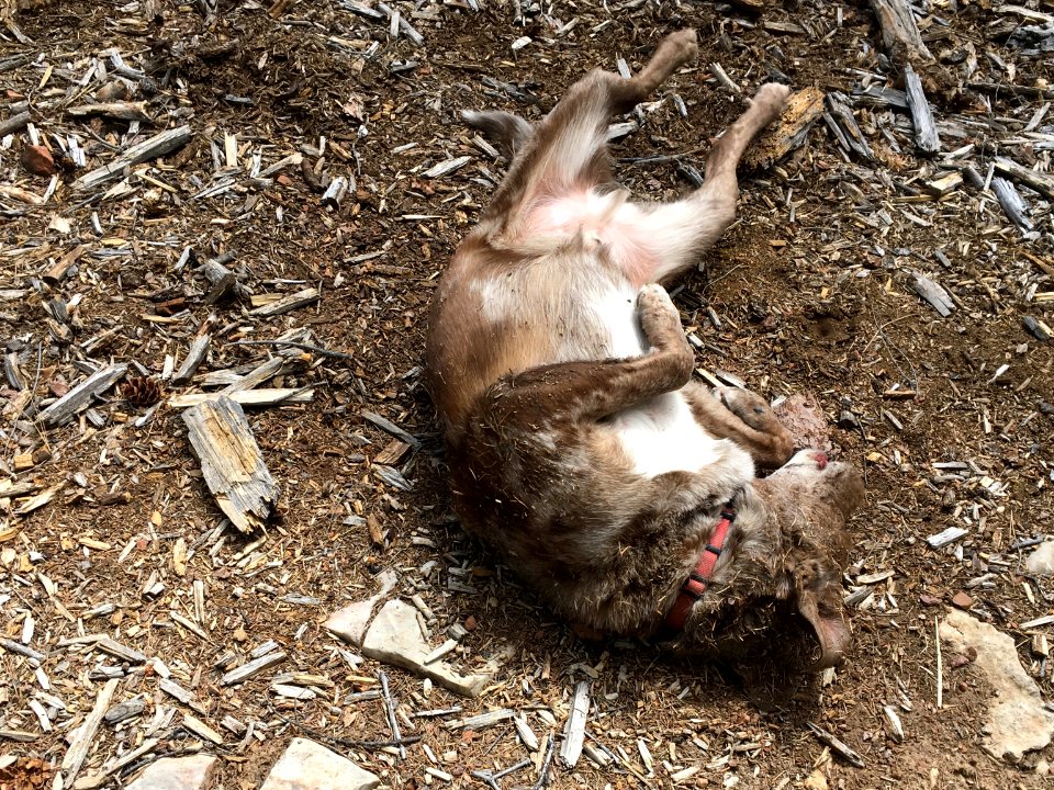 Nothing Like a Good Dirt Roll