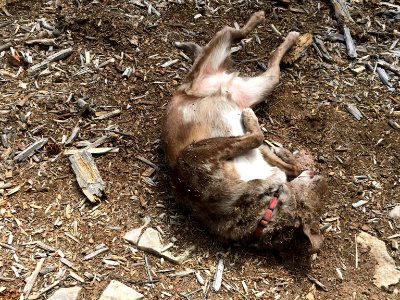 Nothing Like a Good Dirt Roll