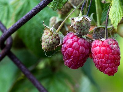 Fruits fruit red